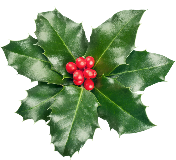 Christmas Holly